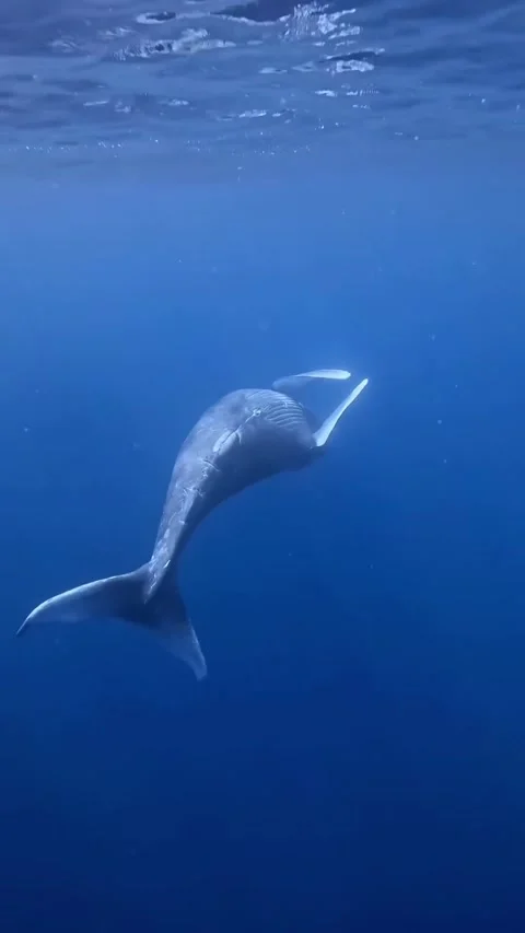 Humpback whale dancing in the sea Stock Footage 319730453