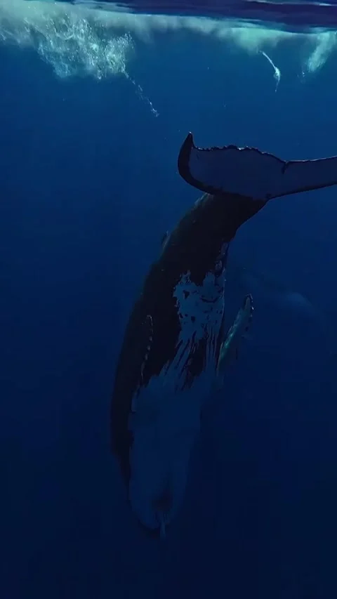 Humpback whale dancing in the sea Stock Footage 319991081