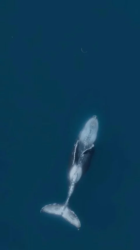 Humpback whale dancing in the sea Stock Footage 319991712
