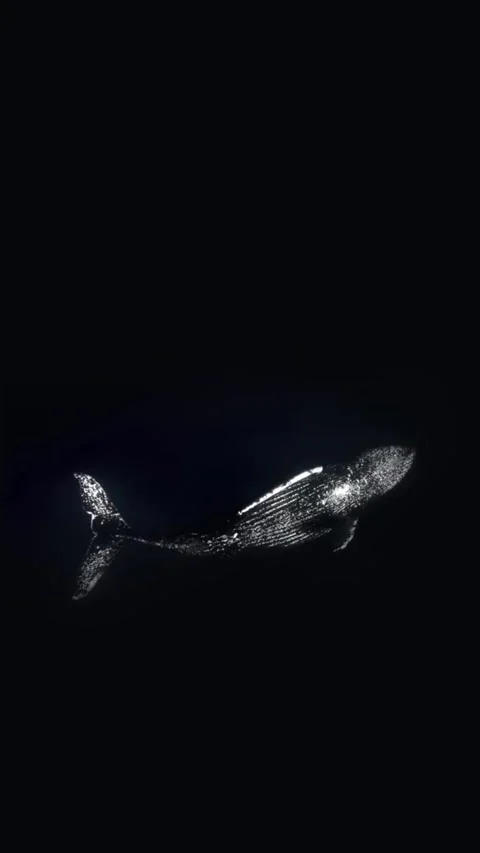 Humpback whale dancing in the sea Stock Footage 328411158