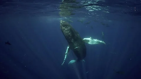 Humpback Whale Digestive Reset, North Pacific Ocean - 31 Oct 2025 Stock Footage 343003161