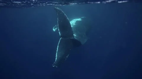 Humpback whale dive and turn around very close underwater 4k Stock Footage 236889754