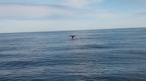 Humpback Whale Dive 스톡 동영상 42939699