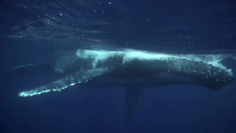Humpback whale dive very close underwater 4k Stock Footage 236889883