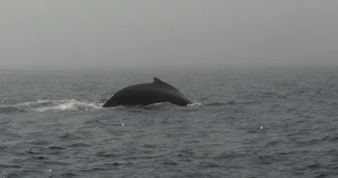 Humpback whale diving and showing off its tail Stock Footage 120655869