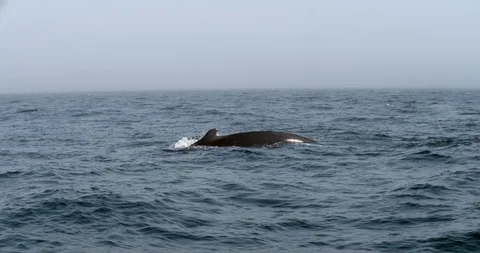 Humpback whale diving and showing off its tail Stock Footage 120660792