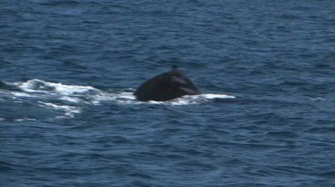 Humpback Whale Diving in blue ocean.  스톡 동영상 38317325
