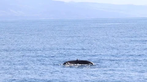 Humpback whale diving into the deep Atlantic Ocean Stock Footage 167610519