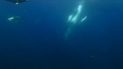 Humpback whale diving in the distance with common dolphins nearby during th.. Stock Footage 343144658