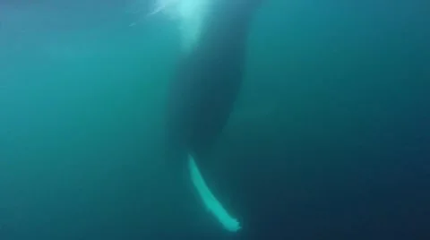 Humpback Whale diving down submerged 스톡 동영상 42941524