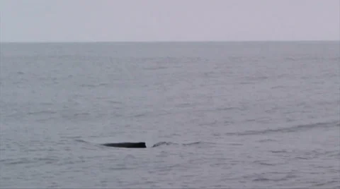Humpback Whale Diving 스톡 동영상 38317357