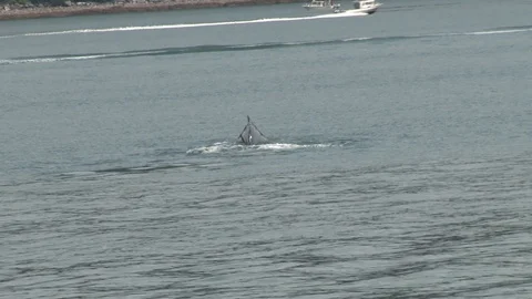 Humpback Whale Diving Stock Footage 85536013