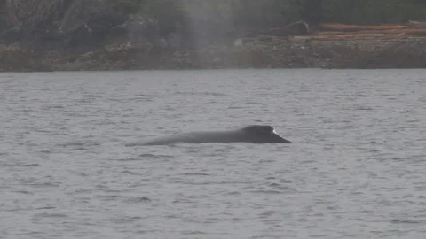 Humpback Whale Diving Stock Footage 85536015