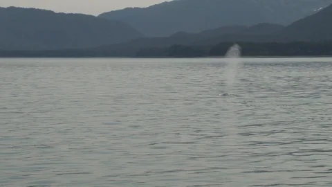 Humpback Whale Diving Stock Footage 85536037