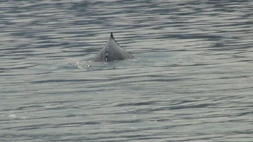 Humpback Whale Diving Stock Footage 85536048