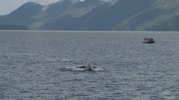 Humpback Whale Diving Stock Footage 85536058