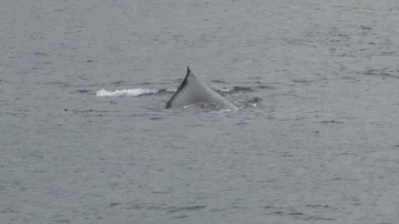 Humpback Whale Diving Stock Footage 85536072