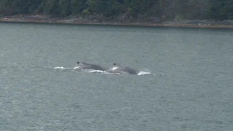 Humpback Whale Diving Stock Footage 85561932