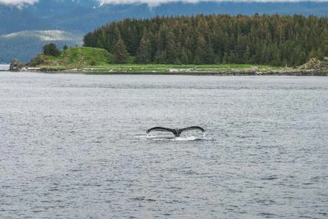Humpback whale diving in front of the trees Stock Photos