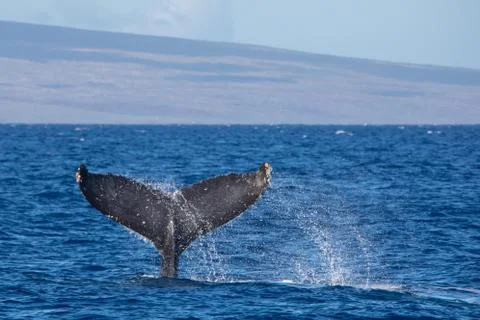 Humpback Whale Diving Stock Photos