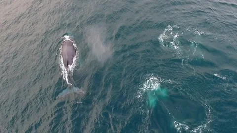 Humpback Whale Diving into the Sea Stock Footage 253028622
