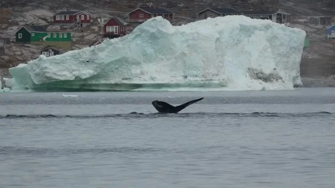 Humpback Whale Diving with visible tail fluke by Iceberg off Oqaatsut Greenland Stock Footage 345585522