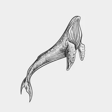 Humpback Whale Dotwork Stipple Vector Illustration 스톡 일러스트