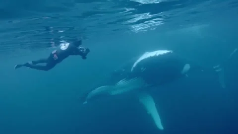 Humpback whale encounter Stock Footage 163590351