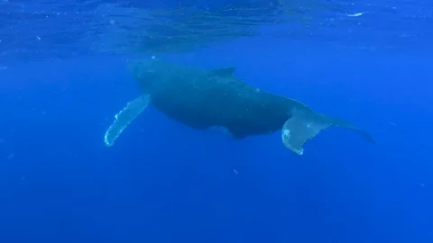 Humpback Whale in Eua, Kingdom of Tonga Stock Footage 330466504