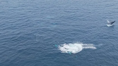 Humpback Whale Explodes Sideways as Second Whale Powerfully Breaches Nearby Stock Footage 327547728