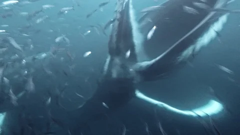 Humpback whale feeding on herrings- slow motion underwater shot Stock Footage