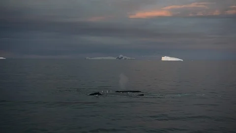 Humpback Whale feeding krill Stock Footage 88359783