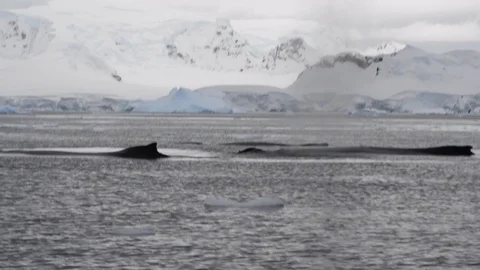 Humpback Whale feeding krill Stock Footage 95043473
