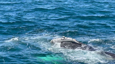 Humpback Whale Fin Slap Stock Footage 330953447