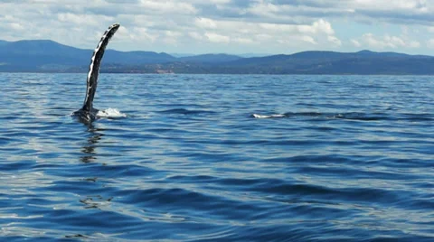 Humpback whale fin slapping Stock Footage 31503403