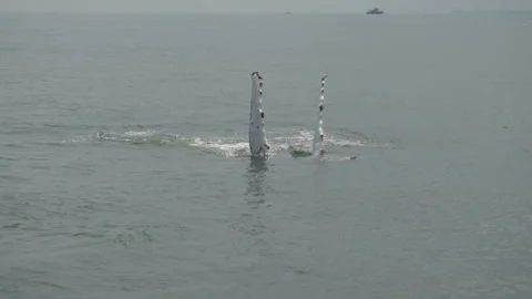 Humpback whale fin slapping Video stock 243537198