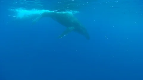 Humpback whale fish swimming in deep sea water Stock Footage 109534736