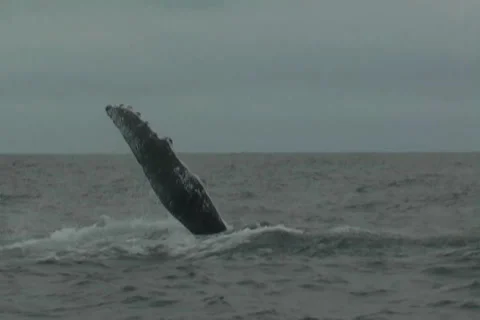 Humpback whale flipper flapping Stock Footage 38282596