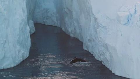 Humpback whale flips tail fin as whale dives by icebergs on Greenland Stock-Footage 100947578