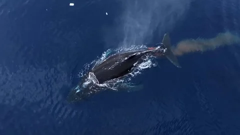 Humpback Whale Fluke Up Dive in Open Ocean 库存影片 303646775