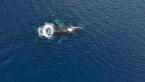 Humpback Whale Fluke Up Dive in Open Ocean Stockbeeldmateriaal 303647122