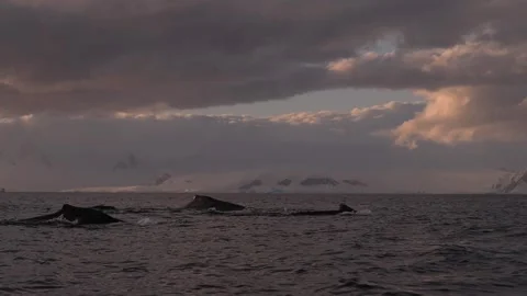 Humpback Whale Fluke Up Dive in Open Ocean Stock-Footage 328932754
