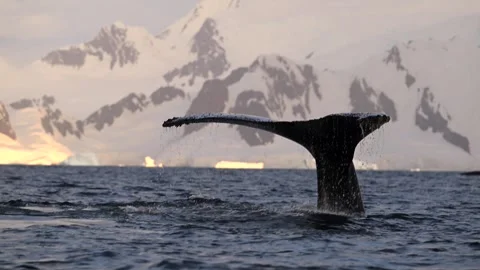 Humpback Whale Fluke Up Dive in Open Ocean Stock-Footage 328932780