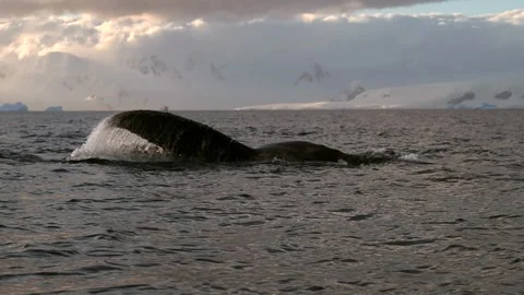 Humpback Whale Fluke Up Dive in Open Ocean Stock-Footage 328932800