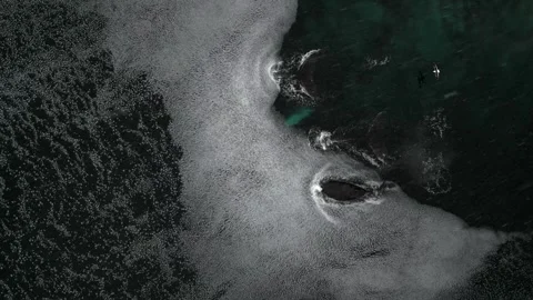 Humpback Whale Fluke Up Dive in Open Ocean 库存影片 328932863