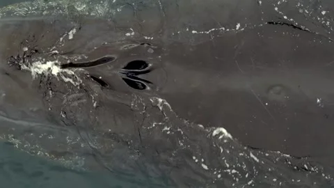 Humpback Whale Fluke Up Dive in Open Ocean Stock-Footage 328932915