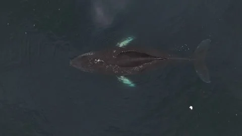 Humpback Whale Fluke Up Dive in Open Ocean Stock-Footage 328932932