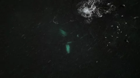 Humpback Whale Fluke Up Dive in Open Ocean Stock-Footage 328932976