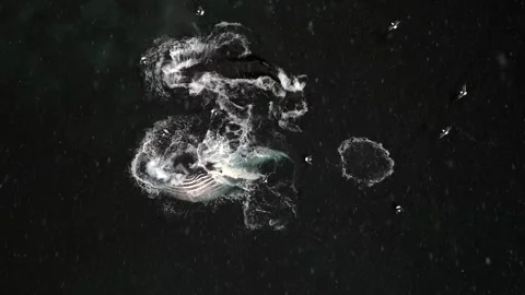 Humpback Whale Fluke Up Dive in Open Ocean Stock-Footage 328932990