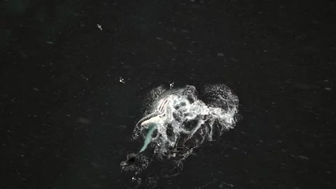 Humpback Whale Fluke Up Dive in Open Ocean Stock-Footage 328933008